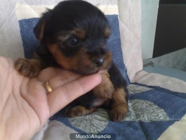 precioso cachorrito yorky (machito) con pedegri ,450 eur