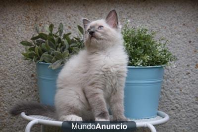 Ragdoll: Excelente Pedigree