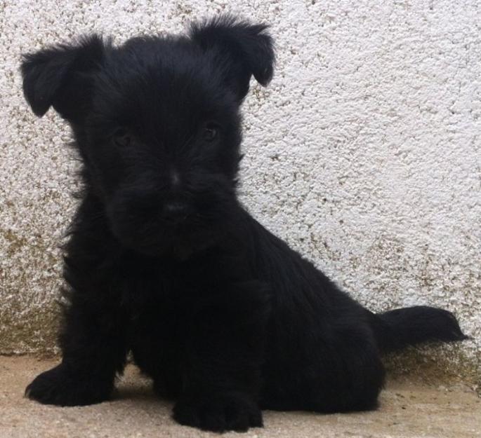 Scottish Terrier, preciosos cachorros nacionales !