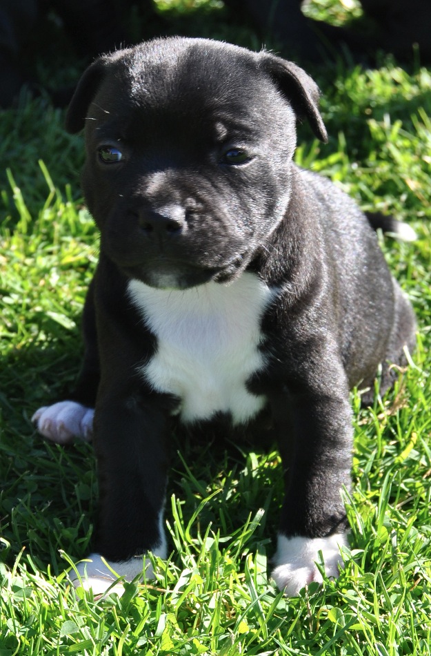 Staffordshire Bullterrier, excelente camada