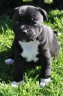 Staffordshire Bullterrier, excelente camada - mejor precio | unprecio.es