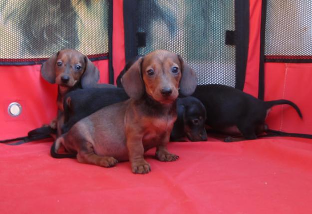 Teckels cachorros en oferta de pelo duro y pelo corto