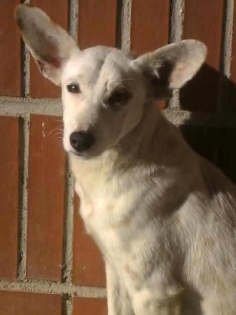 URGENTE ACOGIDA !!!! Un milagro para esta podenca en la calle.