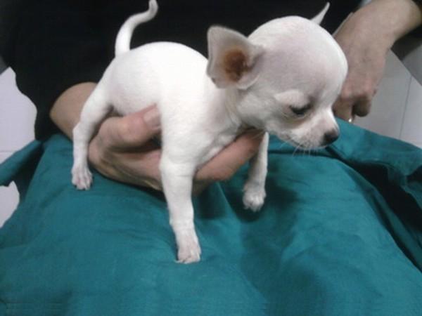 145 Euros - Proxima Camada Cachorros De Chihuahua