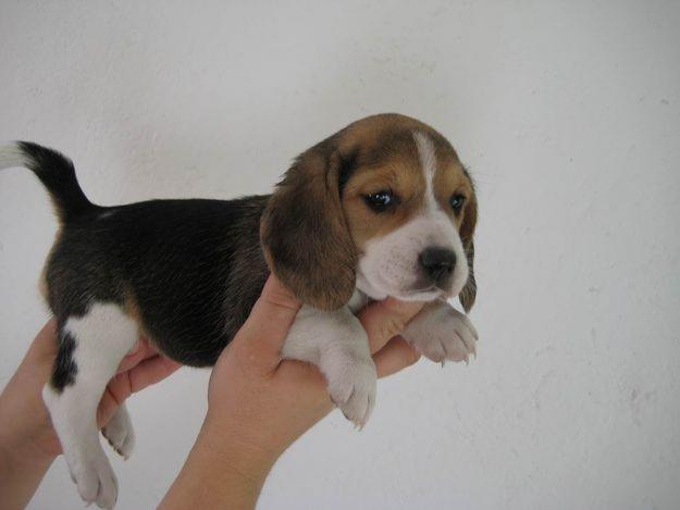 BEAGLES TRICOLOR PRECIOSISIMOS,VEN A CONOCERLOS Y LO PODRAS VER 350€