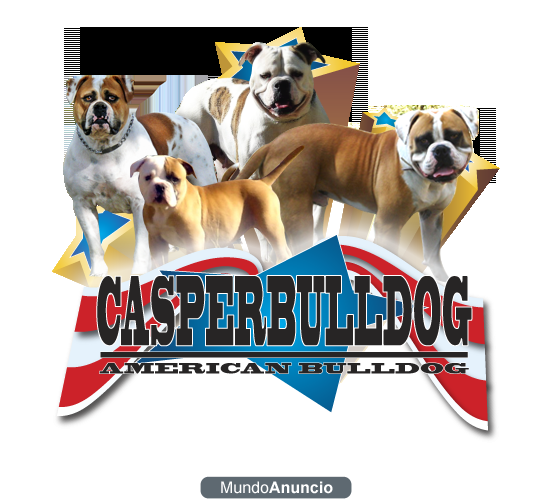 Bulldog Americano