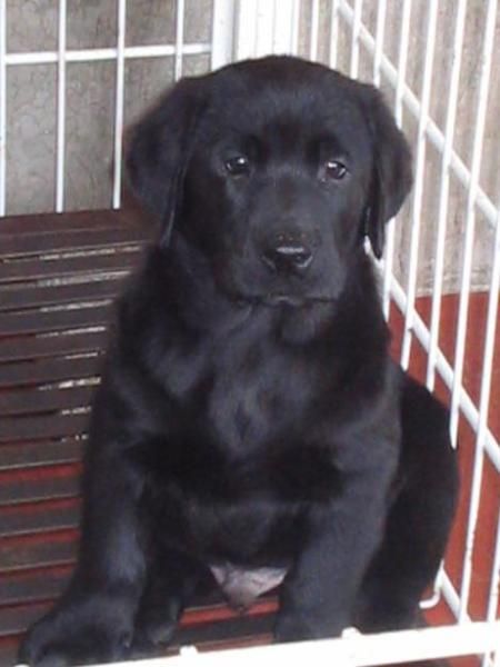 cachorrazos de LABRADOR RETRIEVER CON PEDIGREE