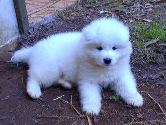 CACHORROS DE SAMOYEDO 550€