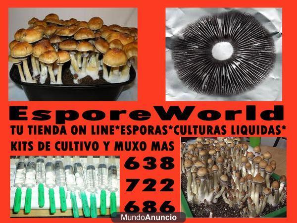 ESPOREWORLD BUSCANOS EN FACEBOOK ESPORAS DE PSILOCYBE CUBENSIS EN 48H CULTIVA TUS PROPIOS HONGOS A BAJO COSTE!