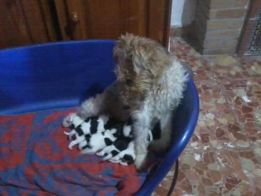 Fox terrier pelo duro 100% pura raza