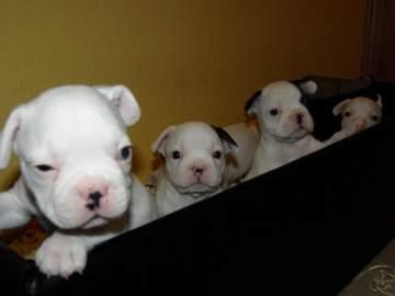 lindos peques de bulldog frances