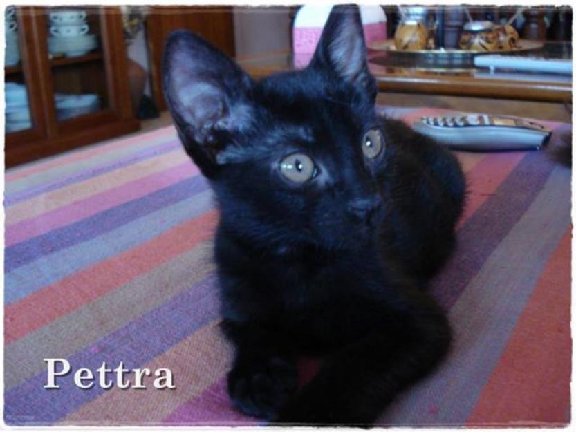 Pettra, gatita abandonada por su madre. NECESITA ADOPCION.