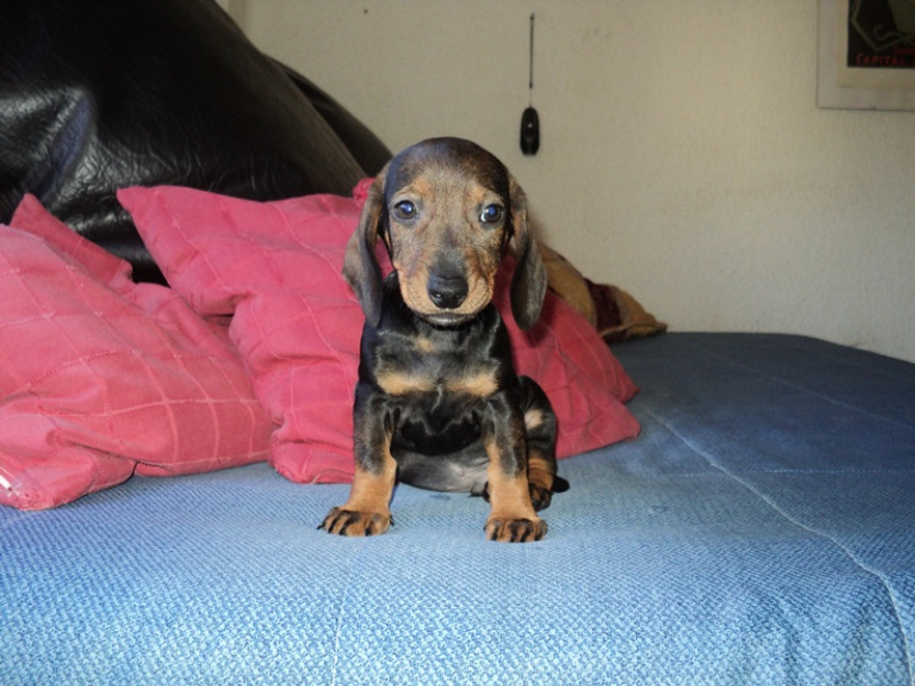 Teckel...precioso cachorro pelo corto