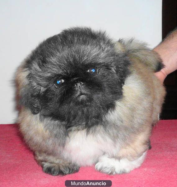 vendo cachorro pekines macho impresionante pedigree