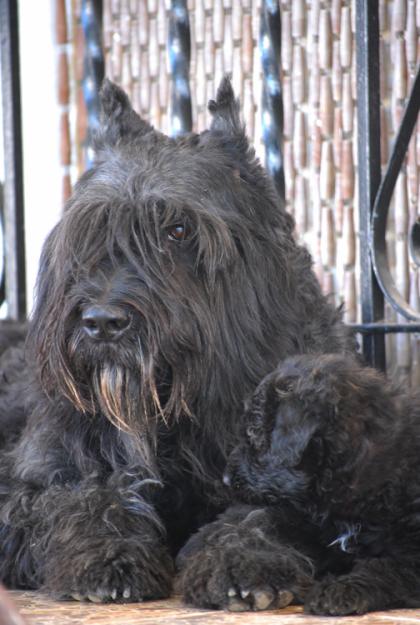 BOUVIER DE FLANDES DASILVA (Magnifica camada para exposición y trabajo)