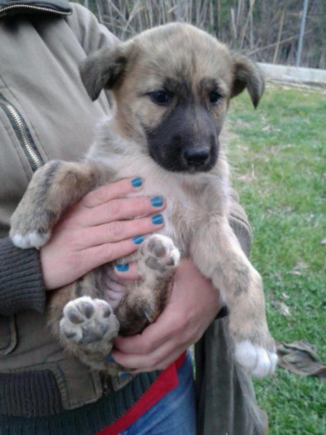 Cachorro hembra mestizo en adopcion