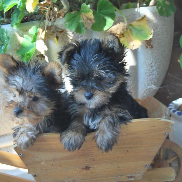 cachorros de Yorkshire toy - Preciosos . Cachorros de 500 gramos , Loe RSCE