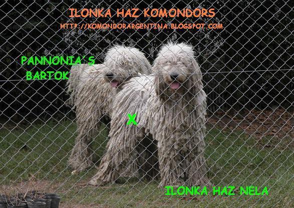 CACHORROS KOMONDOR A LA VENTA!!