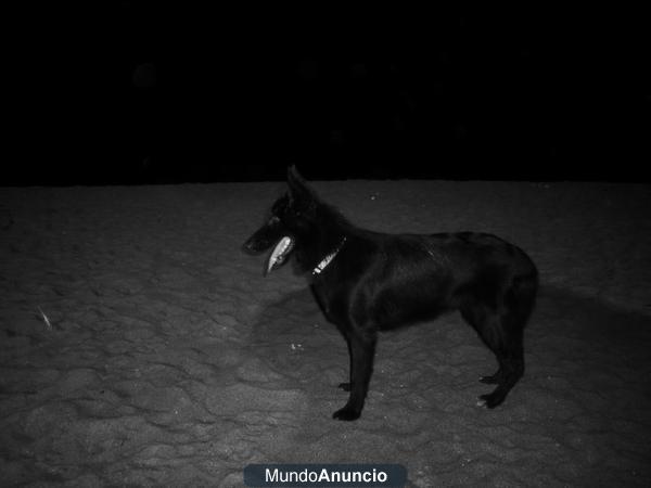 Cachorros Pastor Belga Groenendael