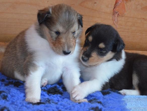 excelentes cachorros de Rough Collie