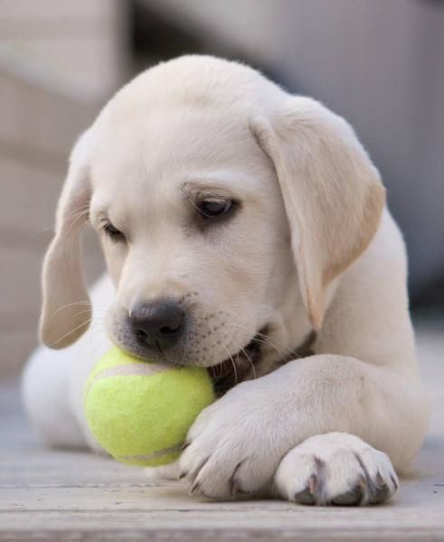 Excelentes cachorros. Labrador retriever, Dálmatas, ...