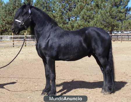 Hombre y mujer caballos frison 500€