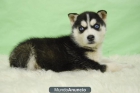 Husky siberiano, cachorritos de dos meses , www.doogs.es - mejor precio | unprecio.es