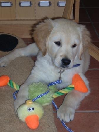 ULTIMOS PRECIOSOS Golden Retriever con EXCELENTE PEDIGREE