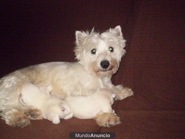 Vendo o cambio precioso cachorrito de westy