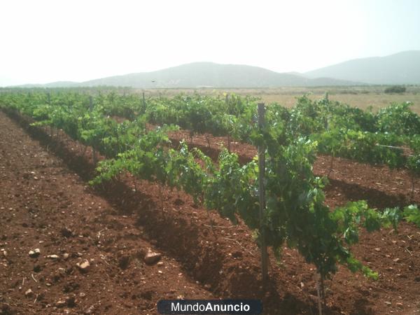 Venta de UVAS TEMPRANILLO CABERNET SAUVIGNON