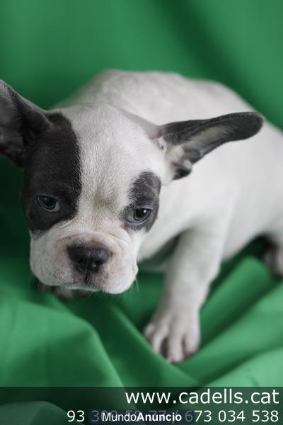 Camada Bulldog francés en tienda Barcelona, contrato de garantía