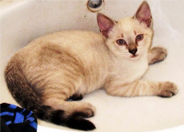 6 gatos buscan nuevo hogar