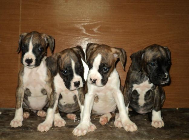 Boxer cachorros...VENDO