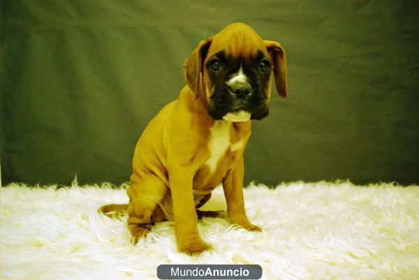 boxer machos y hembras con 2 meses excelentes ejemplares