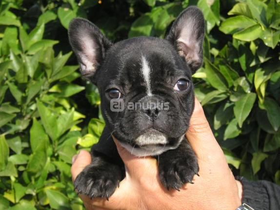 cachorros de bulldog frances .asturias