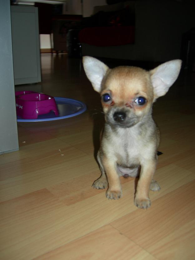 Chiuahua hembra toy. Cachorro.