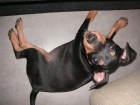 MINI PINSCHER - mejor precio | unprecio.es