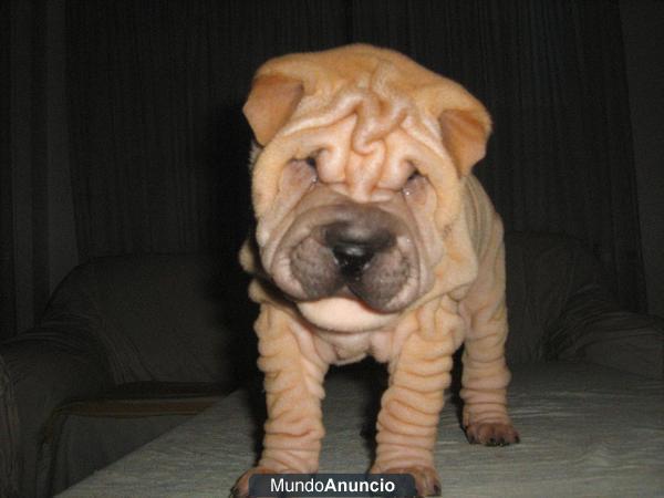 Shar Pei preciosa camada cachorros nacionales 390€