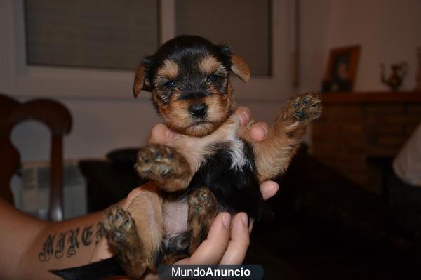 ULTIMA CACHORRITA YORKSHIRE TERRIER