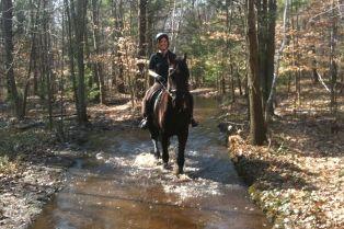 6 años gentil movimiento de caballo Frisón