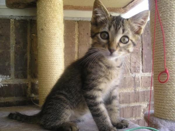 Adopta un gato. Asoc. GATA