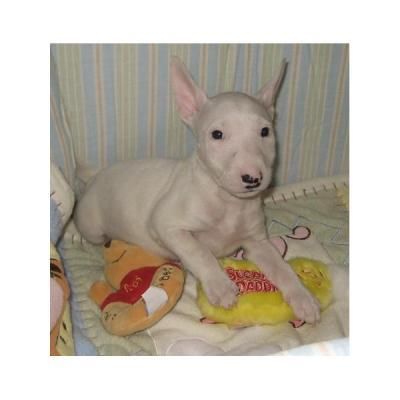 bull terrier