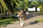 Cachorros de perro lobo checoslovaco - mejor precio | unprecio.es