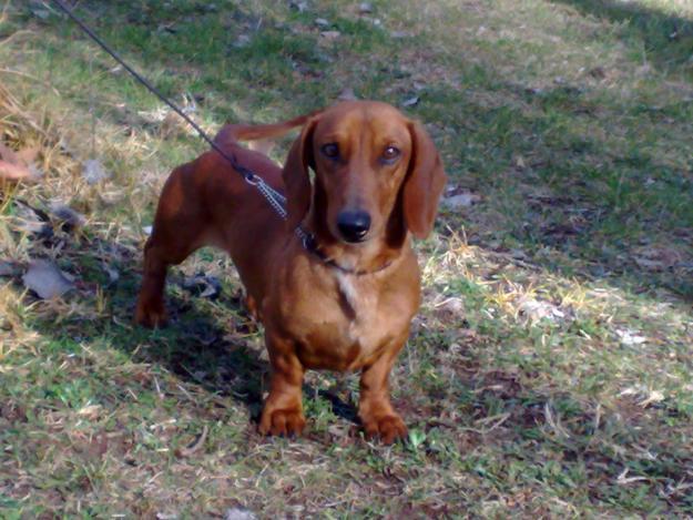 Cachorros Tekel