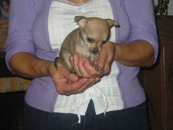 Chihuahuas de bolsillo,macho y hembra,cachorros.