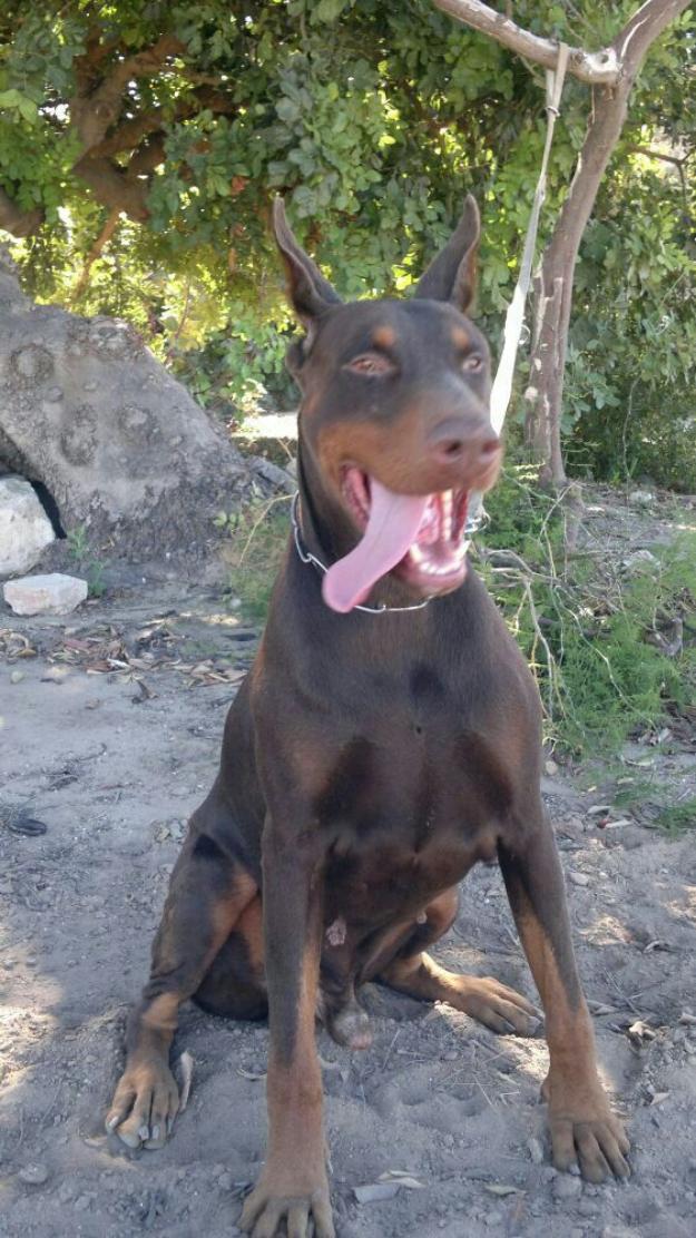 Doberman se venden o se cambian