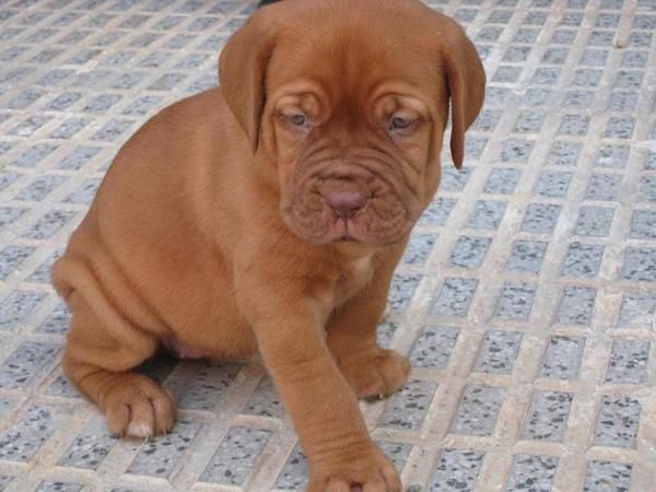 DOGO DE BURDEOS CACHORROS ESPECTACULARES