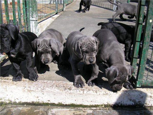 DOGOS ALEMANES AZULES PRECIOSOS CACHORROS DE CALIDAD