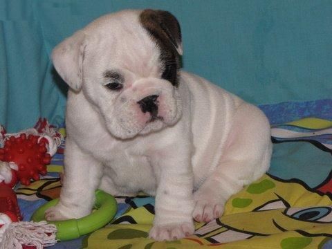 NAVIDAD ESTE ES EL BULLDOG INGLES LONELY y será necesario un cuidado familiar