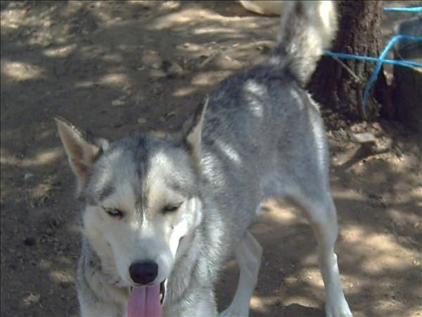 regalos dos perros, una hasky y un perro mixto